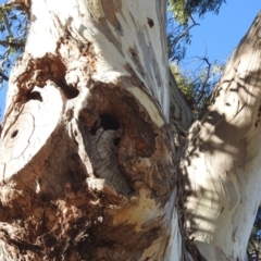 Eucalyptus blakelyi (Blakely's Red Gum) at Kambah, ACT - 13 Oct 2023 by HelenCross