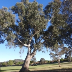 Eucalyptus blakelyi at Kambah, ACT - 13 Oct 2023 06:59 AM