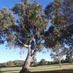 Eucalyptus blakelyi at Kambah, ACT - 13 Oct 2023