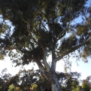 Eucalyptus blakelyi at Kambah, ACT - 13 Oct 2023