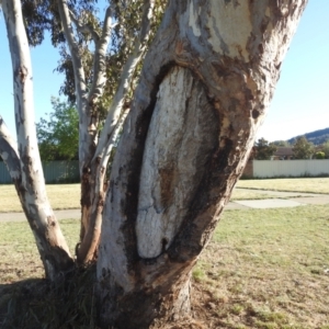 Eucalyptus blakelyi at Kambah, ACT - 13 Oct 2023