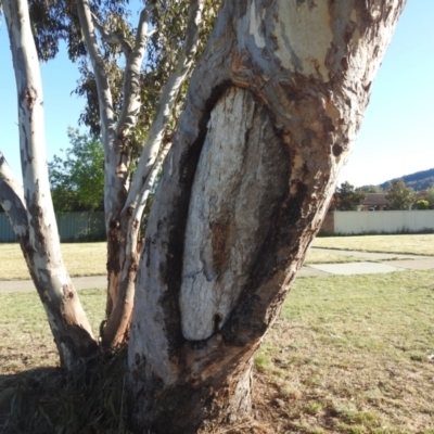 Eucalyptus blakelyi (Blakely's Red Gum) at Kambah, ACT - 13 Oct 2023 by HelenCross