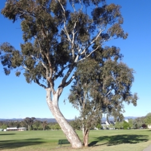 Eucalyptus blakelyi at Kambah, ACT - 13 Oct 2023