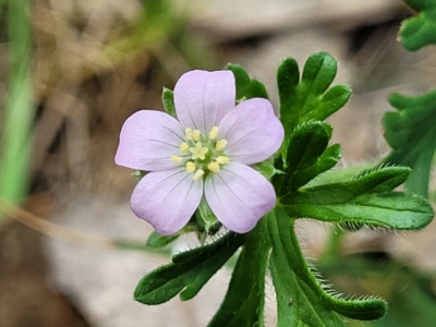 Geranium solanderi var. solanderi (Native Geranium) at Stromlo, ACT - 14 Oct 2023 by trevorpreston