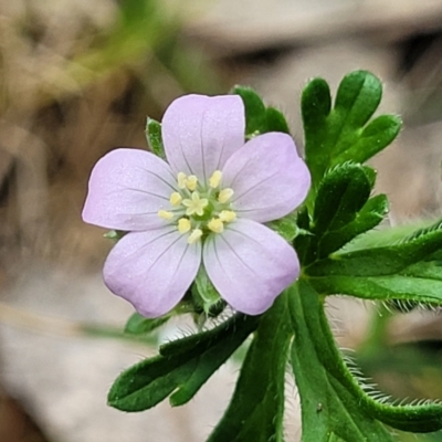 Geranium solanderi var. solanderi (Native Geranium) at Stromlo, ACT - 14 Oct 2023 by trevorpreston