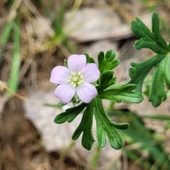 Geranium solanderi var. solanderi at Stromlo, ACT - 14 Oct 2023