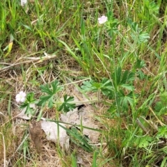 Geranium solanderi var. solanderi at Stromlo, ACT - 14 Oct 2023 02:47 PM