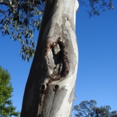 Eucalyptus blakelyi (Blakely's Red Gum) at Kambah, ACT - 13 Oct 2023 by HelenCross