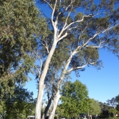 Eucalyptus blakelyi at Kambah, ACT - 13 Oct 2023 06:42 AM