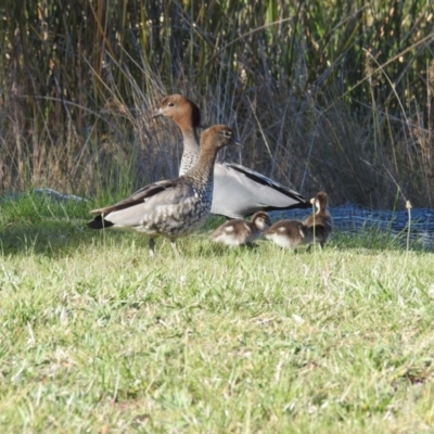 Chenonetta jubata (Australian Wood Duck) at Kambah, ACT - 12 Oct 2023 by HelenCross