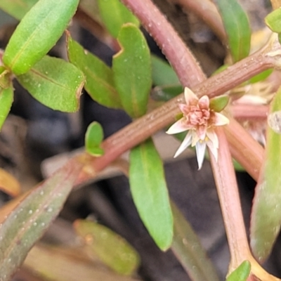 Alternanthera denticulata (Lesser Joyweed) at Stromlo, ACT - 14 Oct 2023 by trevorpreston