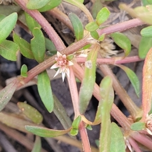 Alternanthera denticulata at Stromlo, ACT - 14 Oct 2023