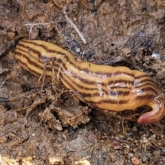 Fletchamia quinquelineata (Five-striped flatworm) at Stromlo, ACT - 14 Oct 2023 by trevorpreston
