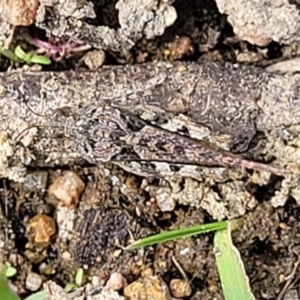 Tetrigidae (family) at Stromlo, ACT - 14 Oct 2023