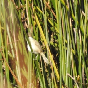 Acrocephalus australis at Kambah, ACT - 13 Oct 2023 07:25 AM