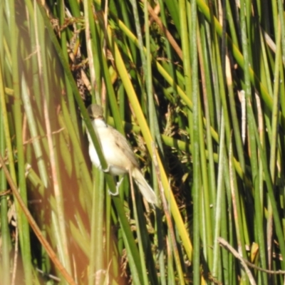 Acrocephalus australis (Australian Reed-Warbler) at Kambah, ACT - 13 Oct 2023 by HelenCross