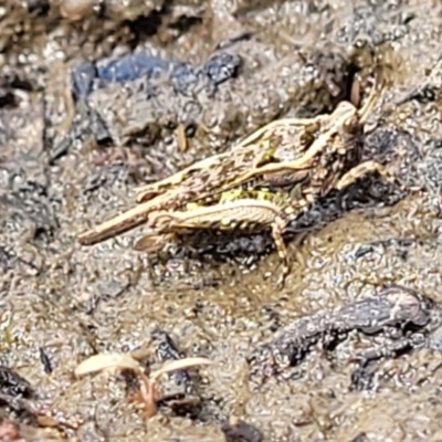 Tetrigidae (family) (Pygmy grasshopper) at Stromlo, ACT - 14 Oct 2023 by trevorpreston