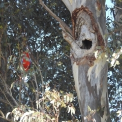 Eucalyptus blakelyi (Blakely's Red Gum) at Kambah, ACT - 12 Oct 2023 by HelenCross