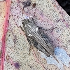 Tetrigidae (family) (Pygmy grasshopper) at Stromlo, ACT - 14 Oct 2023 by trevorpreston