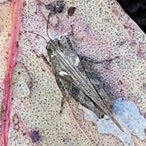 Tetrigidae (family) at Stromlo, ACT - 14 Oct 2023