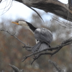 Microcarbo melanoleucos (Little Pied Cormorant) at Lions Youth Haven - Westwood Farm A.C.T. - 13 Oct 2023 by HelenCross
