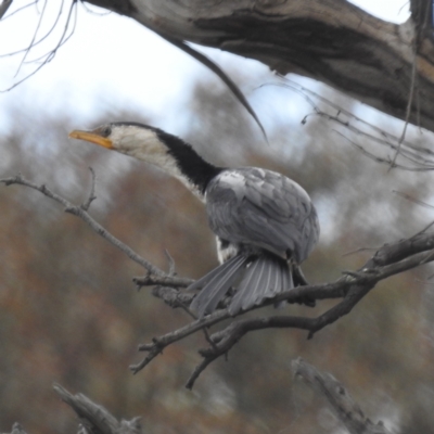 Microcarbo melanoleucos (Little Pied Cormorant) at Lions Youth Haven - Westwood Farm A.C.T. - 13 Oct 2023 by HelenCross