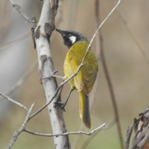 Nesoptilotis leucotis at Tuggeranong, ACT - 14 Oct 2023 09:24 AM