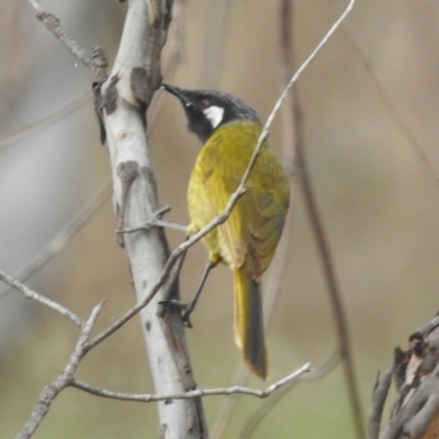 Nesoptilotis leucotis (White-eared Honeyeater) at Lions Youth Haven - Westwood Farm A.C.T. - 13 Oct 2023 by HelenCross