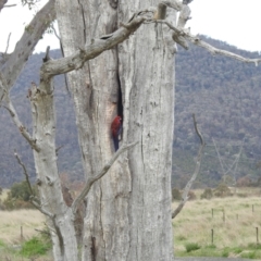 Platycercus elegans (Crimson Rosella) at Kambah, ACT - 13 Oct 2023 by HelenCross