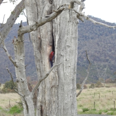 Platycercus elegans (Crimson Rosella) at Kambah, ACT - 14 Oct 2023 by HelenCross