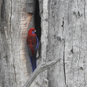 Platycercus elegans at Kambah, ACT - 14 Oct 2023