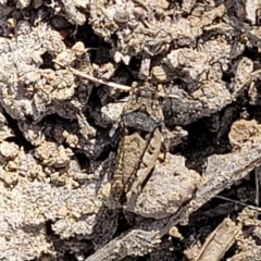 Tetrigidae (family) at Stromlo, ACT - 14 Oct 2023 02:39 PM