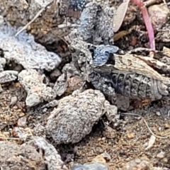 Tetrigidae (family) at Stromlo, ACT - 14 Oct 2023