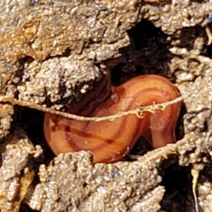 Anzoplana trilineata (A Flatworm) at Stromlo, ACT - 14 Oct 2023 by trevorpreston