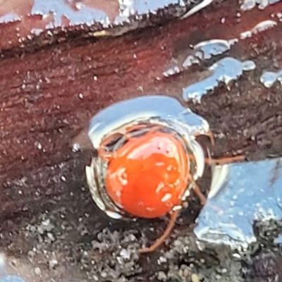 Hydrachnidia sp. (sub-order) (A water mite) at Stromlo, ACT - 14 Oct 2023 by trevorpreston