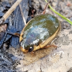 Cybister tripunctatus (A diving beetle) at Stromlo, ACT - 14 Oct 2023 by trevorpreston