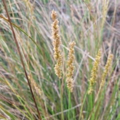 Carex appressa (Tall Sedge) at Uriarra TSR - 14 Oct 2023 by trevorpreston