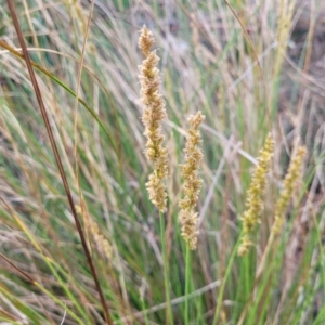 Carex appressa at Stromlo, ACT - 14 Oct 2023