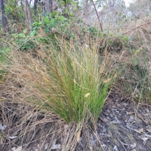 Carex appressa at Stromlo, ACT - 14 Oct 2023 02:33 PM