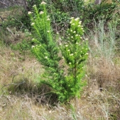 Cassinia aculeata subsp. aculeata (Dolly Bush, Common Cassinia, Dogwood) at Uriarra TSR - 14 Oct 2023 by trevorpreston