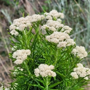 Cassinia aculeata subsp. aculeata at Stromlo, ACT - 14 Oct 2023