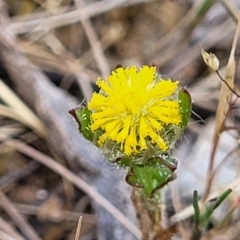 Triptilodiscus pygmaeus (Annual Daisy) at Stromlo, ACT - 14 Oct 2023 by trevorpreston