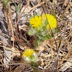 Triptilodiscus pygmaeus at Stromlo, ACT - 14 Oct 2023