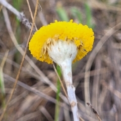 Leptorhynchos squamatus subsp. squamatus (Scaly Buttons) at Uriarra TSR - 14 Oct 2023 by trevorpreston