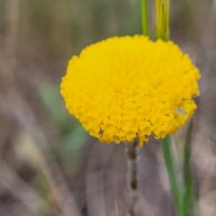 Leptorhynchos squamatus subsp. squamatus at Stromlo, ACT - 14 Oct 2023