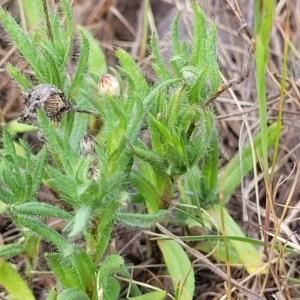 Leptorhynchos squamatus subsp. squamatus at Stromlo, ACT - 14 Oct 2023