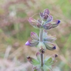 Salvia verbenaca var. verbenaca (Wild Sage) at Stromlo, ACT - 14 Oct 2023 by trevorpreston