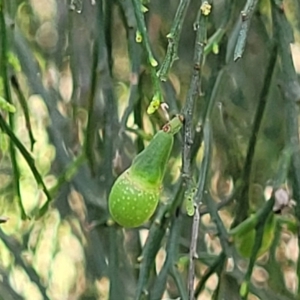 Exocarpos cupressiformis at Stromlo, ACT - 14 Oct 2023