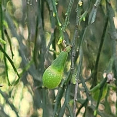 Exocarpos cupressiformis (Cherry Ballart) at Uriarra TSR - 14 Oct 2023 by trevorpreston