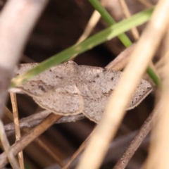 Taxeotis intextata (Looper Moth, Grey Taxeotis) at ANBG South Annex - 13 Oct 2023 by ConBoekel